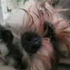 doggomaneditz