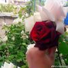 user3816062135545