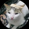 cat_braed