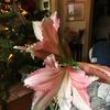 bloggert0