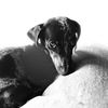 winnietheweenie3