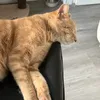 balloo-the-cat