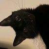 sleep_paralysis_kitty