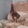 🦅بەزرەکانی_ژیلە🦅