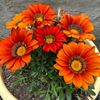 jacelle0708