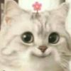 miau40962