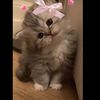 aishahussain282