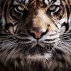 samer.boos0