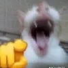 santp383