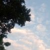 cah_elek.gagalpercintaan
