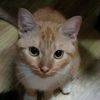 meow85815