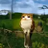 lusicarlr