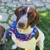 charlie.luca.gsp