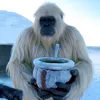 elocoblanco