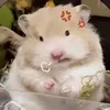 bnghoahongden2