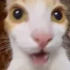 pdnk_12