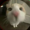 iaquenchuidit92