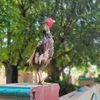 ahmad_6801