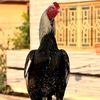 anas.khan.168