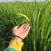 OPT_SAWAH