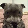 yourpet.newyork