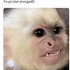juan.perros