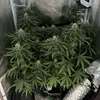 homegrowgermany1