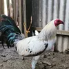 yaj.ra.gamefowl