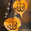 murad.737