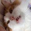 crazykippercat