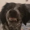 arkexpert