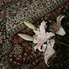 smsma0804