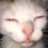 catma44