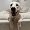ellathegolden