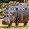kendall_hippo