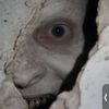 burgerpoopig28