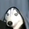 lvy_ty