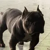 bowkylion75