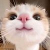 onl_decha