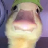 gawgethegoat