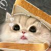 baijingtingsgf