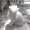 urz_catt