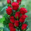 ab.rahim115