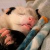 Opie the OPossum