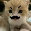 zaywij
