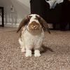 kipper.the.bunny