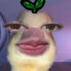 syrfanaa22