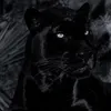 petshop_japidi