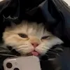 grizlynotfor4
