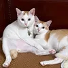 Bư & Bắp